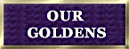 golden retriever breeders north carolina, zest golden retrievers gold button