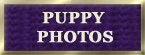 puppics