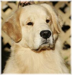 zestgoldens.com cutter