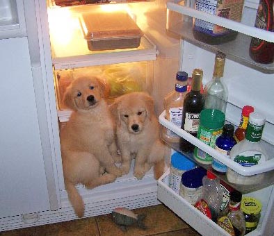 pups