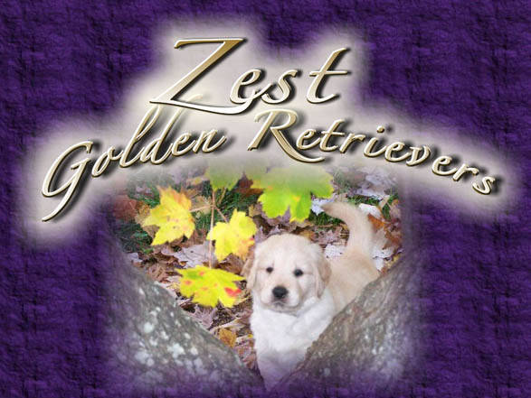 zest golden retrievers title